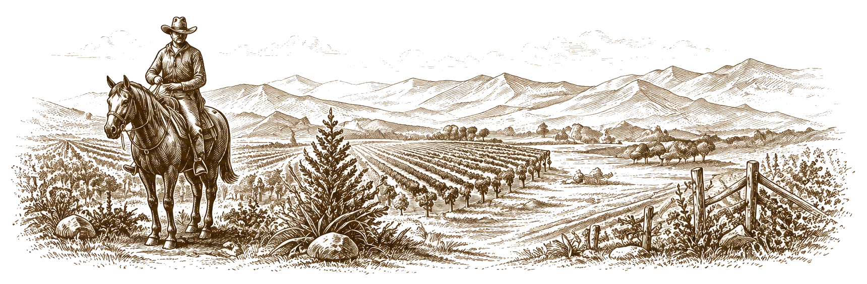 A cowboy on horseback overlooks vineyards with mountains in the background, drawn in a vintage style.
