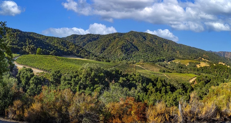 Rolling green vineyards with trees in front, hills and blue sky with clouds in the background.