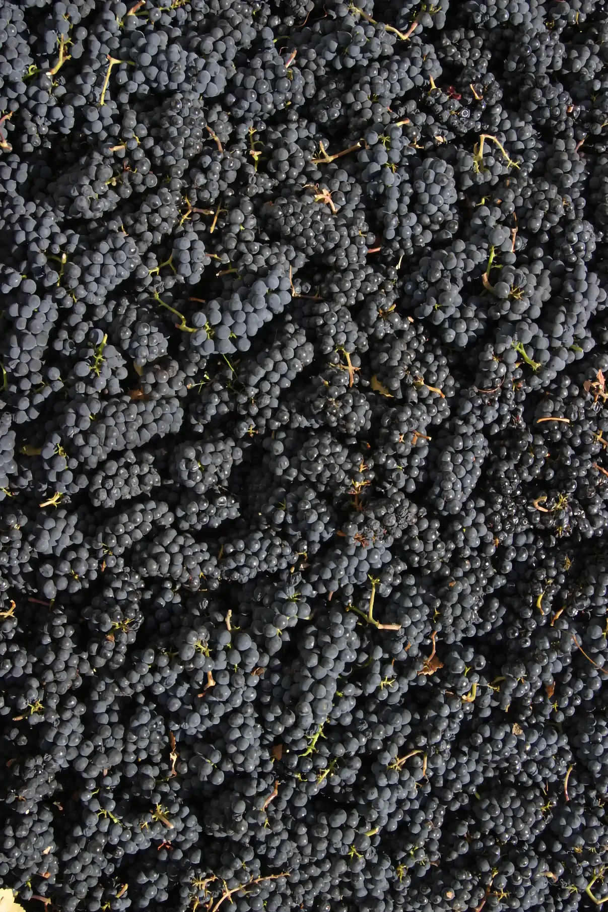 A large pile of dark purple grapes fills the frame, with some green stems visible throughout.